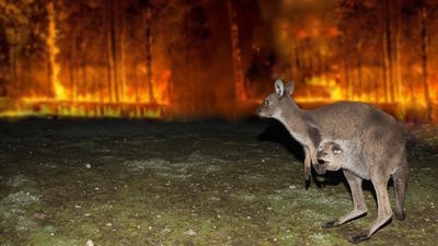 Kangaroo bushfire