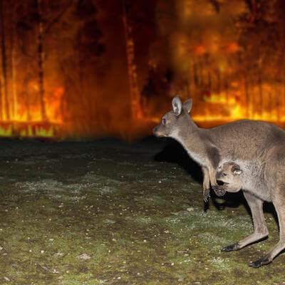 Kangaroo bushfire