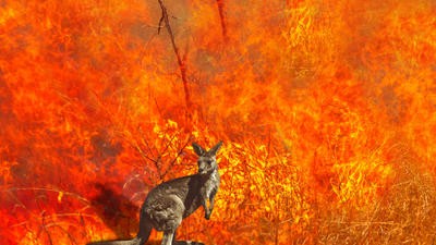 Kangaroo in Australian bushfire