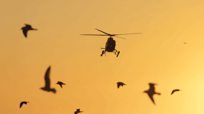 Helicopter and birds