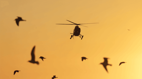 Helicopter and birds